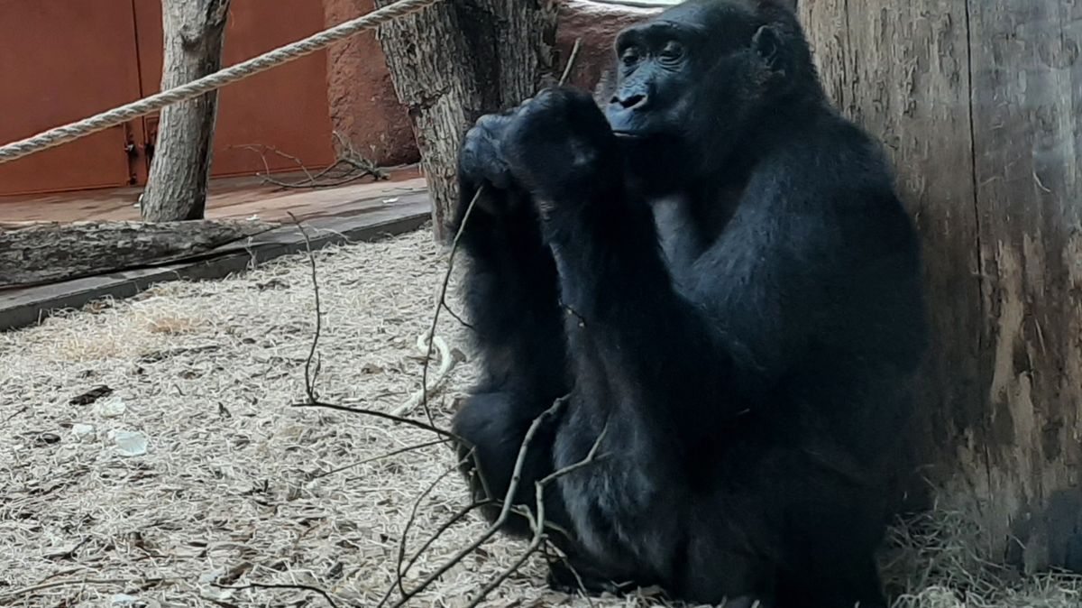 Gorila Duni, dcera slavné Moji, je březí, oznámil ředitel pražské zoo Bobek